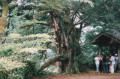 山の現状を知ろう！　森の間伐体験と巨木ツアー　　2005年8月20日～21日